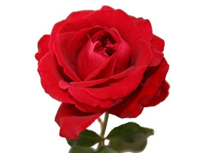 Obituary of Rosa Guadalupe Franco