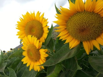 Obituary of Valoy Janet Alexander