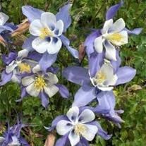 Obituary of Lena Marie Long