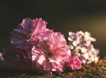 Obituario de Ann Murrell Simms