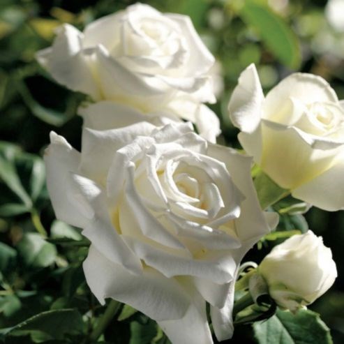 Avis de décès de Marlene Pearle Smith