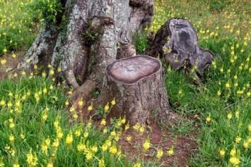 Obituary of Merced Noe Doria