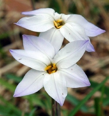 Obituary of Faye Birdwell DeLoney