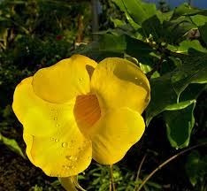 Obituary of Barbara E. Vaughn