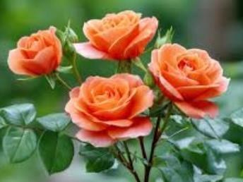 Obituary of Melissa Ann Brenton