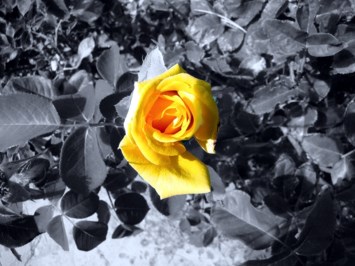 Obituario de Helene Marie Duhamel