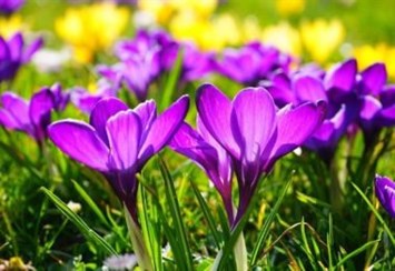 Obituary of Jean Olive Gudmundson