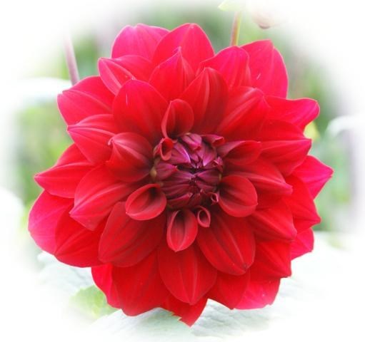 Obituary of Shirley Amelia Ruffell