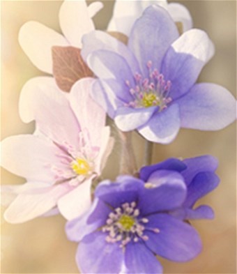 Obituary of Mabel Mary Lukiano Hatori