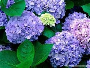 Obituary of Betsy Albergo