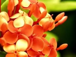 Obituary of Sharon Marie Schultz