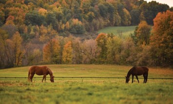 Obituary of Norma Louise Howard