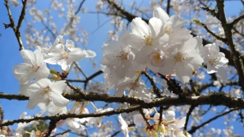 Obituary of John Chon