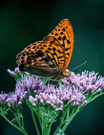 Obituary of Viridiana Grajeda  Dudoit
