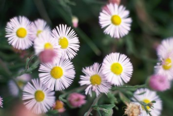 Obituary of Patricia Osorio