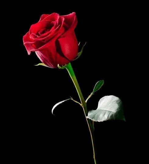 Obituary of Jose Cirilo Gaytan