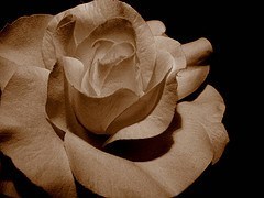 Obituary of Cindy Marie Hall