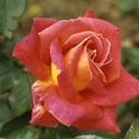 Obituary of Marjorie Carpenter