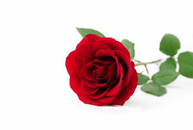 Obituary of Donna DeLaney