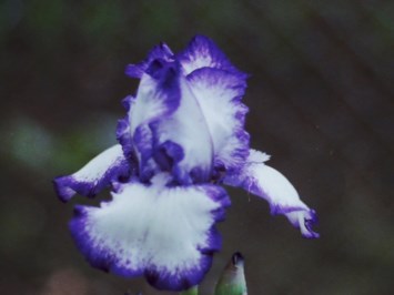 Obituary of Edna Opal Turner