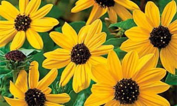 Obituary of Janelle Helen Nolte