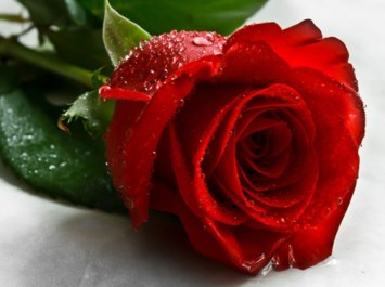 Obituary of Sandra K. Schieneman