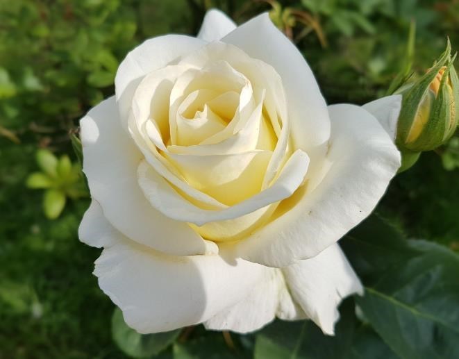 Obituary of Maria Marquez V de Lopez