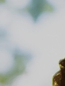 Marjorie Rosenberger Obituary - North Hollywood, CA