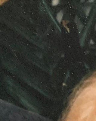Patricia Kraft Obituary Tyler, TX