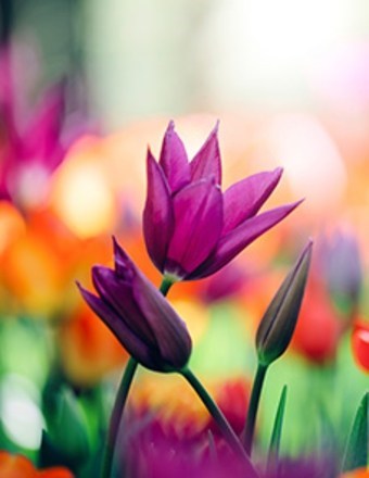 Obituary of Mattie Fain