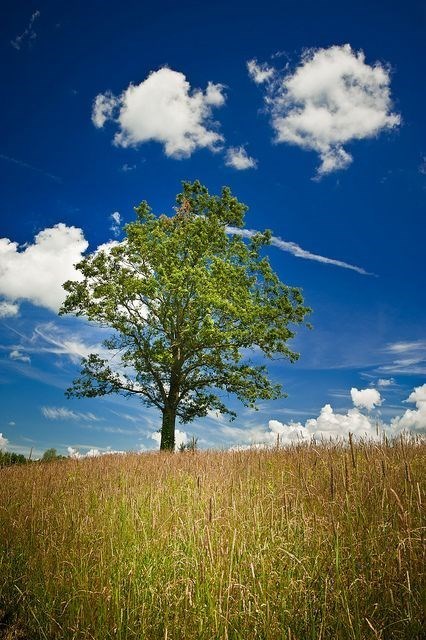 Avis de décès de Antonio Colautti
