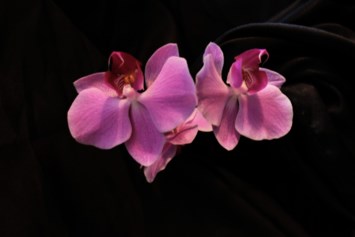 Avis de décès de Margaret Lolita Carter