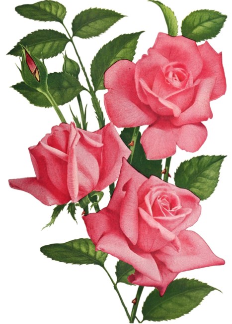 Obituary of Nana Man Johnson