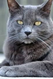 Obituario de Susan P. Ryan