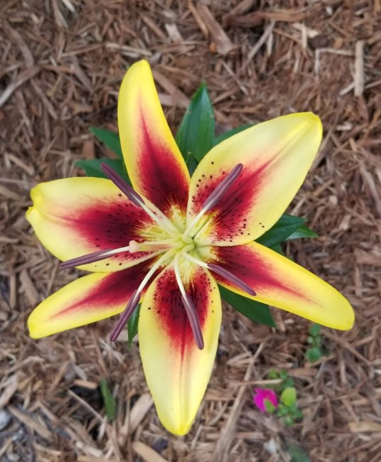 Obituary of Nellie Buchanan