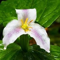 Obituary of Brenda Kay Long