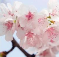 Obituary of Kathy Jo Murray