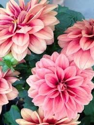 Obituary of Dorothy N. Scott