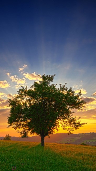 Obituary of Irwin W. C. Thom Jr.