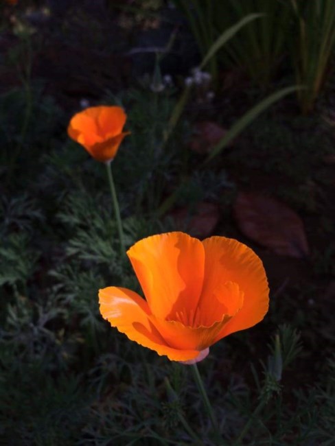 Obituary of Co O Tran