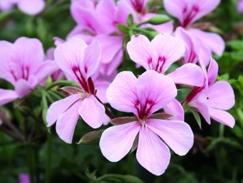 Obituary of Theresa Anastasia John