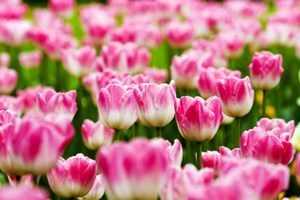 Obituary of Betty Louise Webster