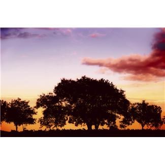 Obituary of Joseph J. Forlenza Jr.