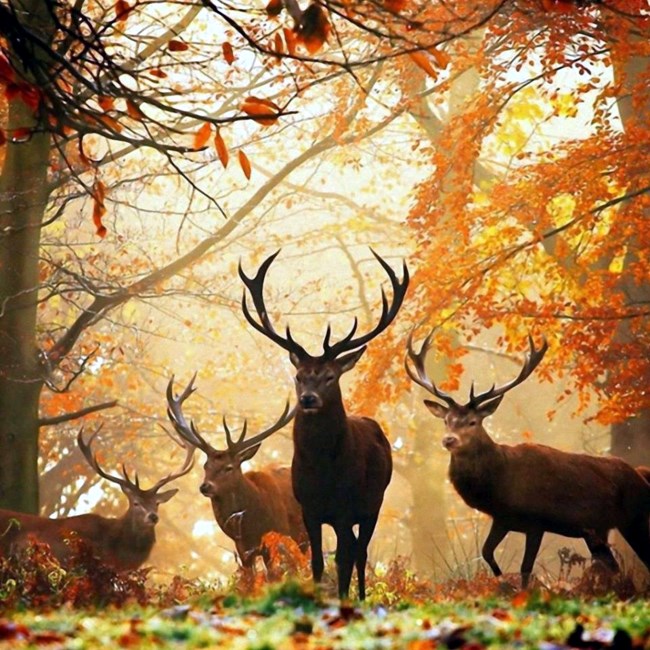 Obituary of Edward "Bill" Everett Sheppard III