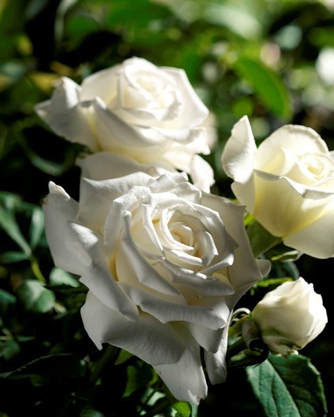 Avis de décès de Cari Michelle Sarto