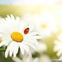 Obituary of Barbara Louise Tumlin