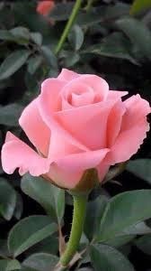 Obituary of Lillie M. Ross