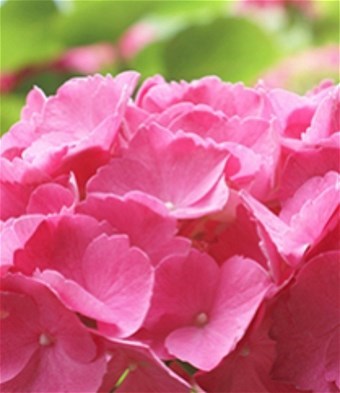 Obituary of Mary Ann Hussey