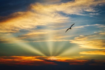 Obituary of Ronald Dan Delaura