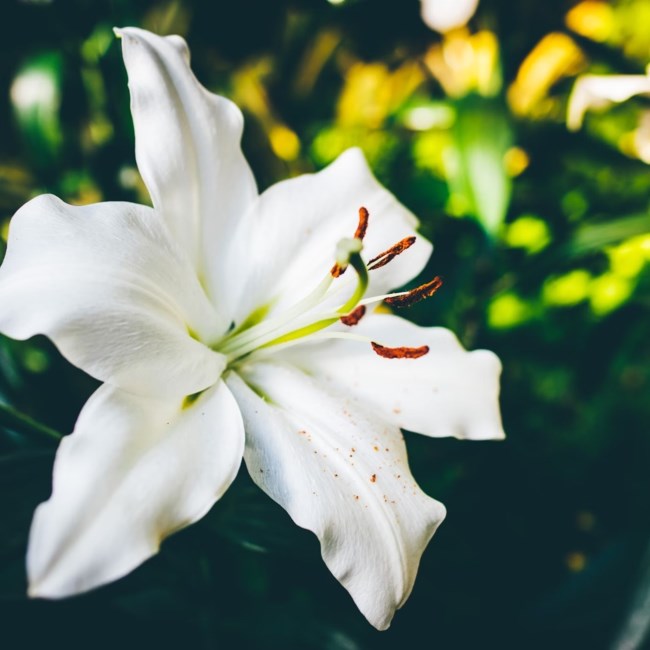 Obituary of Juan Francisco Medina Estrada